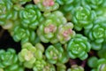 Oregon stonecrop plant, Sedum oreganum